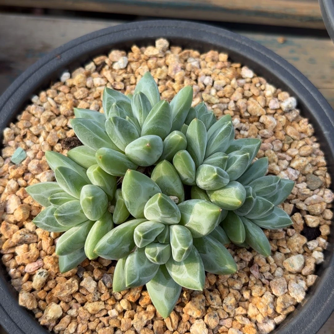 无花朵美人杂111111