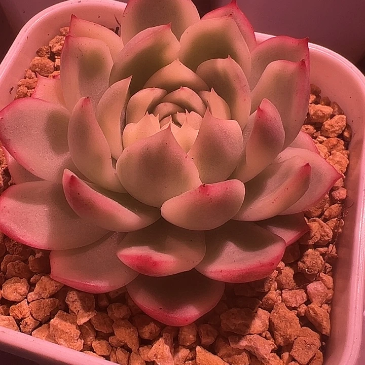 依***托冰娃娃锦多肉植物