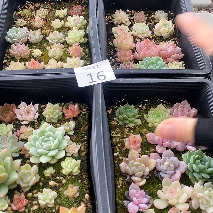 16 多肉植物盆栽花卉