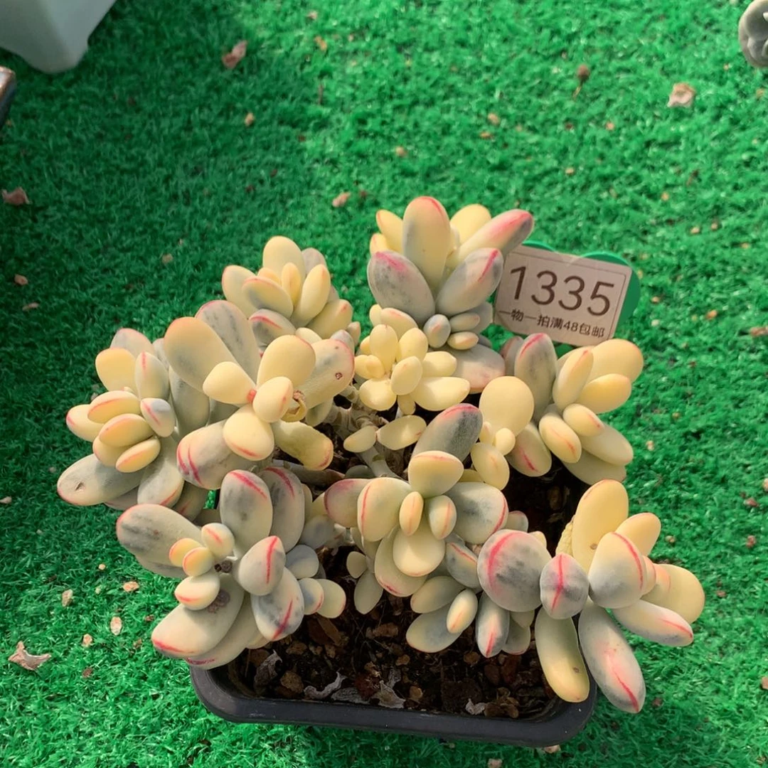 乒乓福娘锦无砍1335