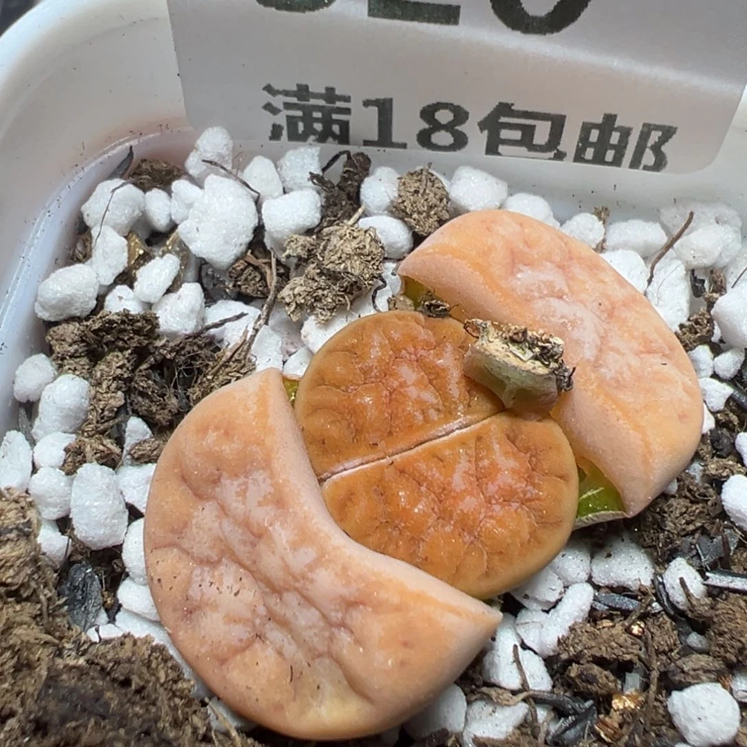 【闪购商品】 320。