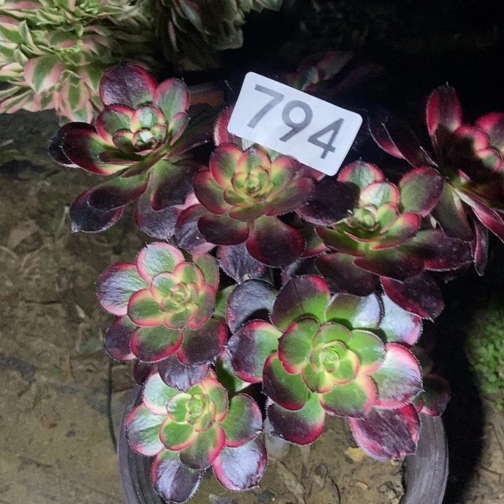 丽娜精控小朵朵794多肉不包断