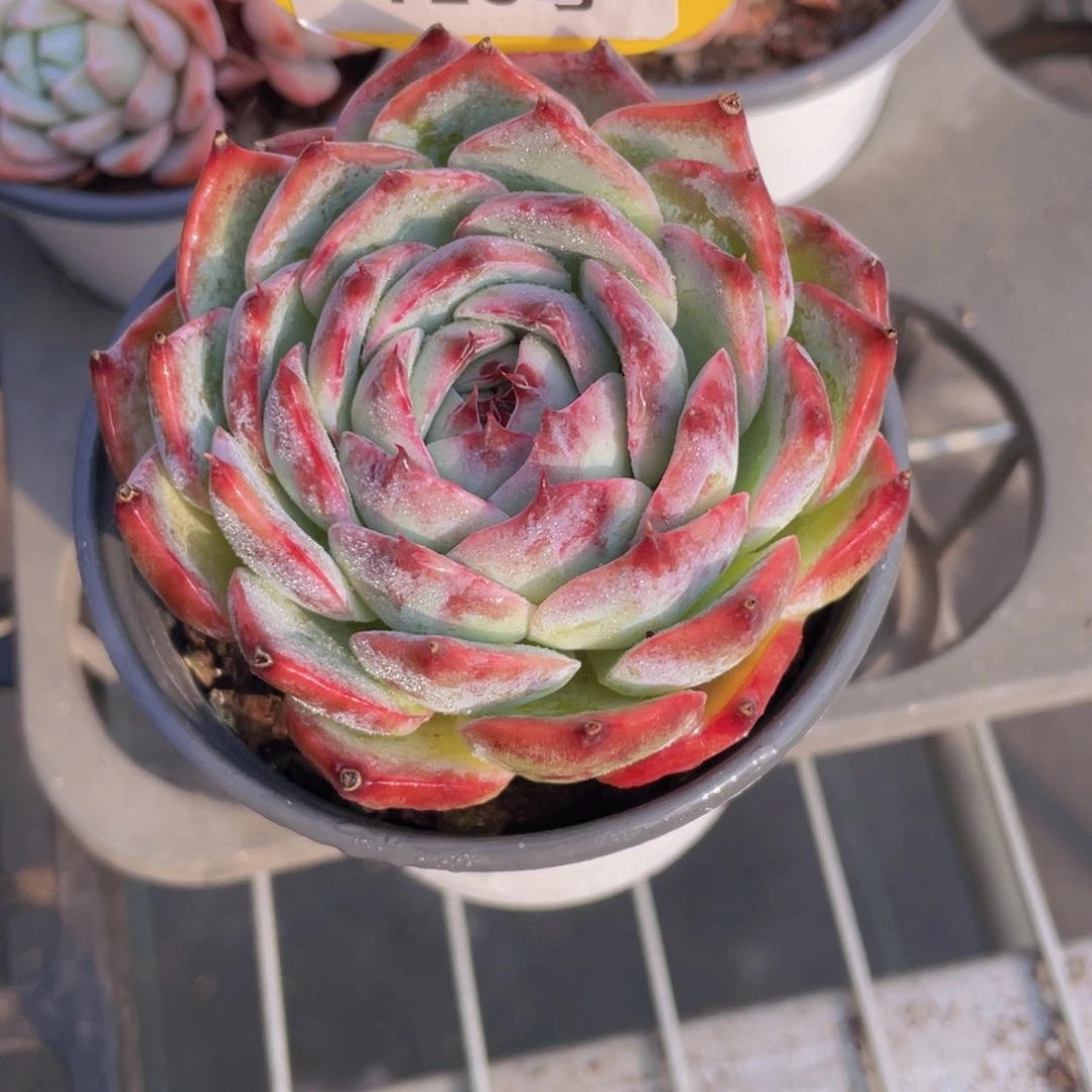 726号 宽叶惊鸿仙子单头