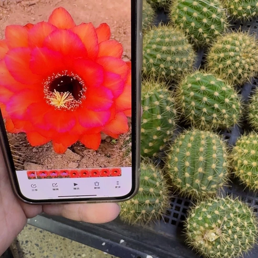 330毛领唱着歪无根侧牙4公分左右，20包邮