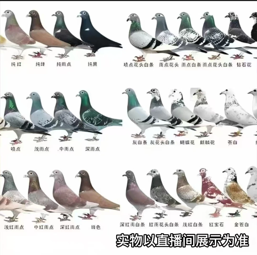 信鸽 赛鸽 幼鸽 成绩鸽