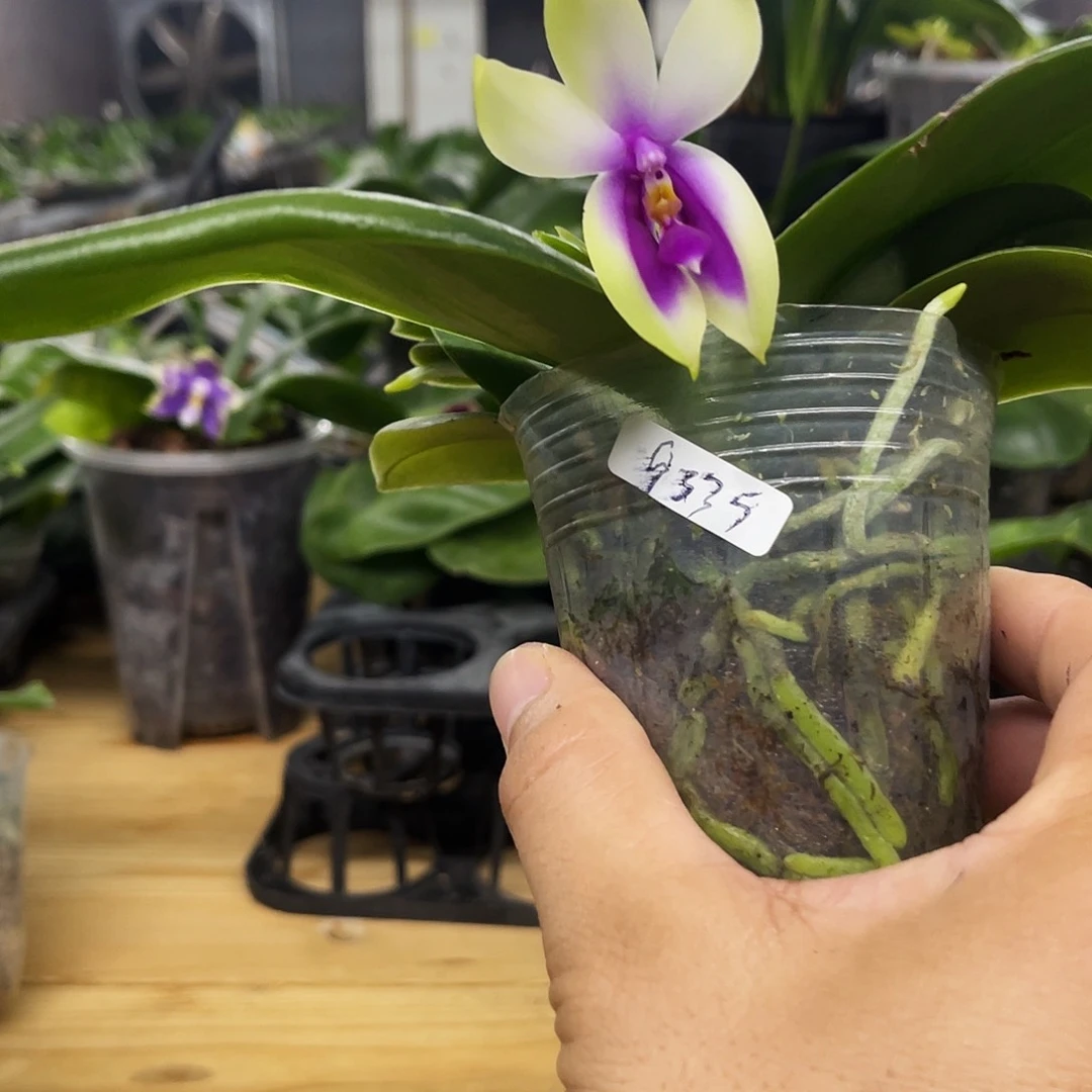 当前无花栽培后可以开花吴*姐火贝瑕疵2.8