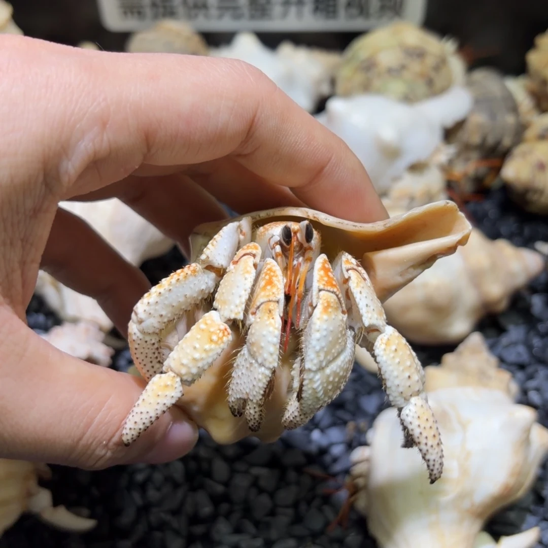 02 大奶黄包 3.5口