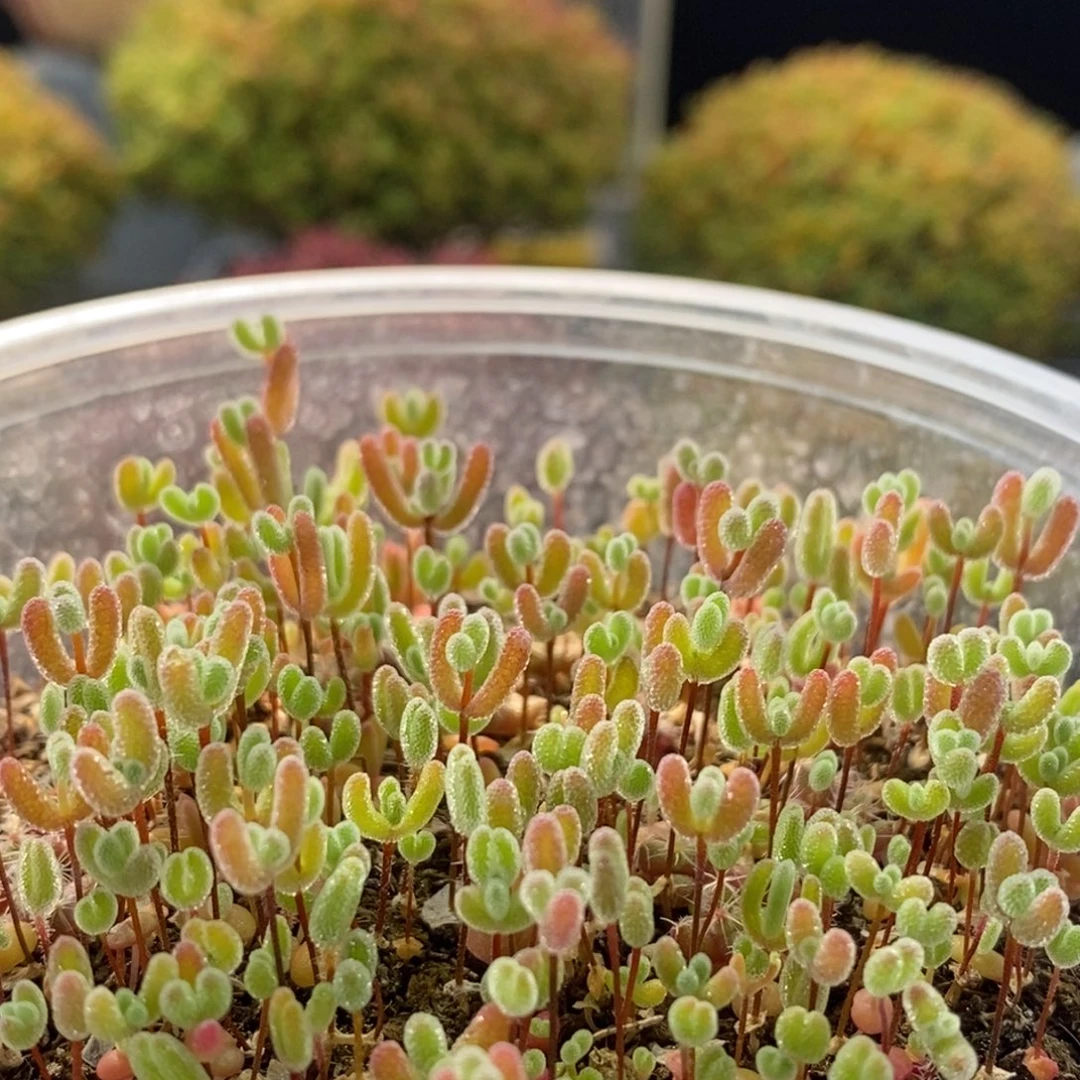 混合切糕2105枝干番杏