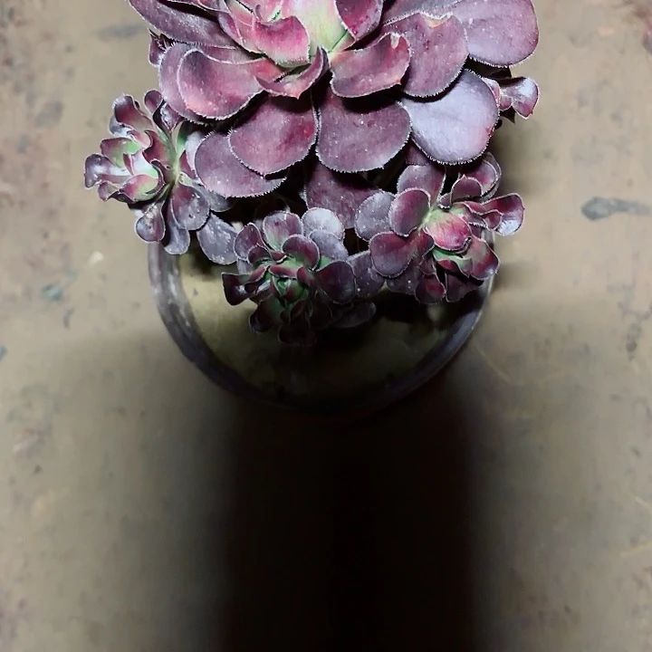 陌****圆叶红酒杯11111111