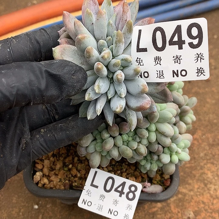 彩体哥特缀化 缀线超好