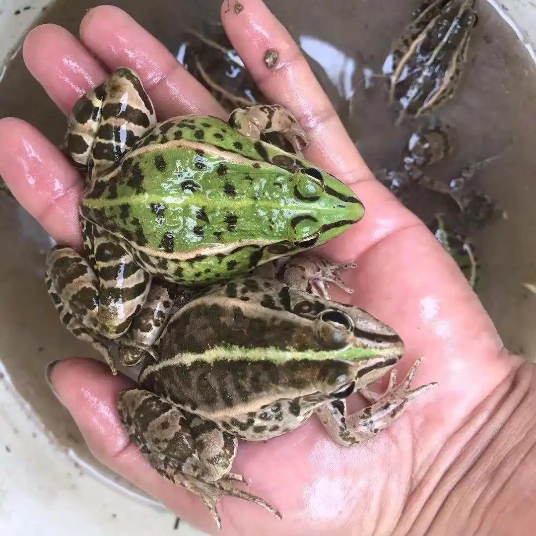 鲜活，中蛙（拍3斤顺丰包邮，13-15只/斤)