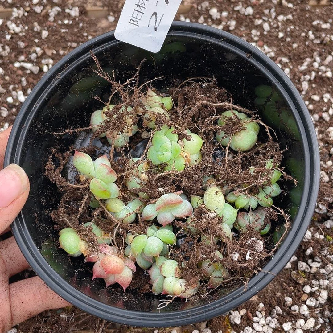 布***辣多肉植物多肉植物277