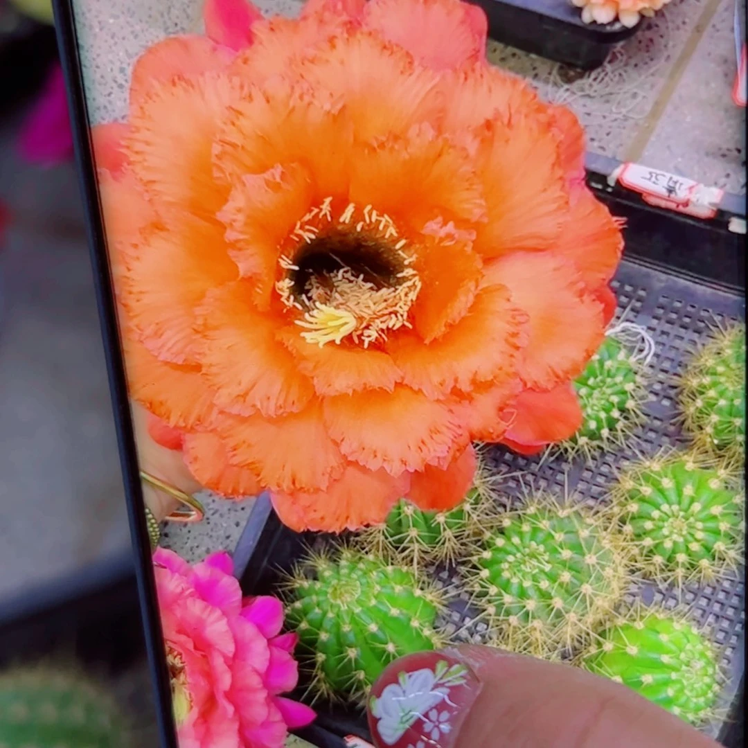 下27毛柱1甜橙一号歪无根侧芽5公分左右20包邮