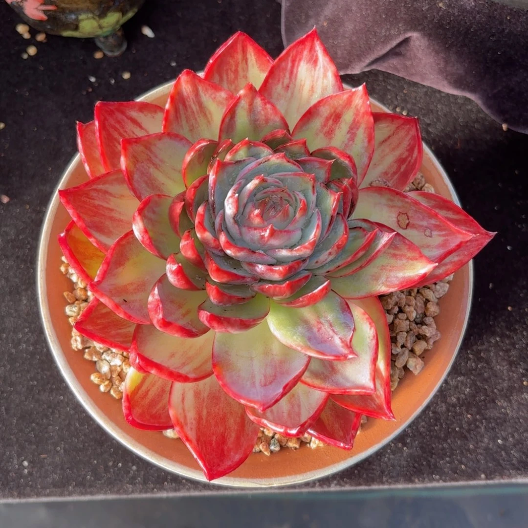 一物一拍，惊鸿仙子