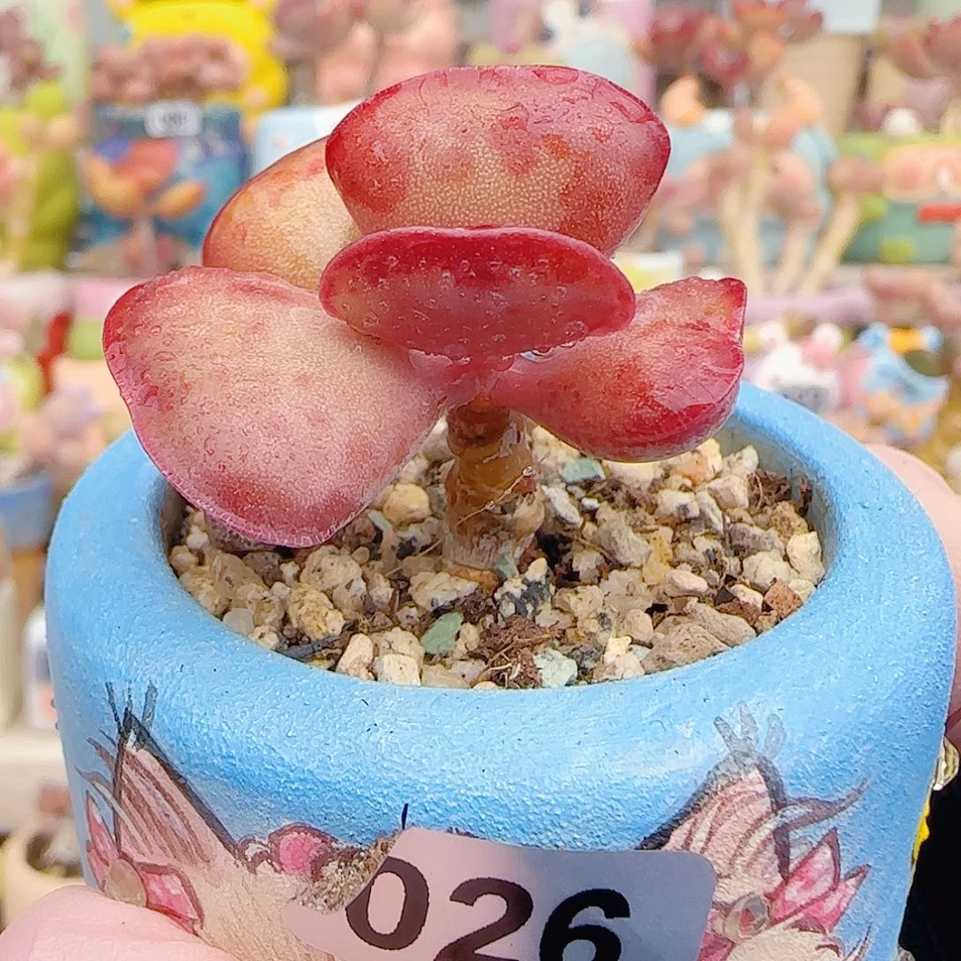 L 爱心水泡 盆口4cm