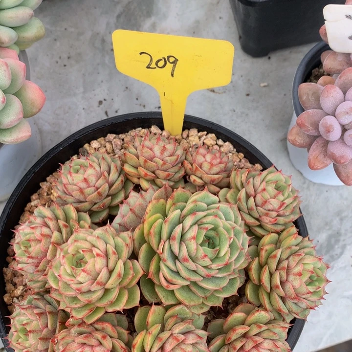 多日子和欧627272727