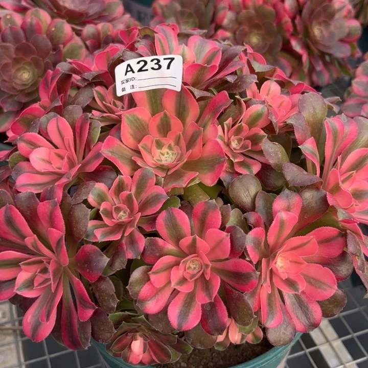 237香妃22厘米左右
