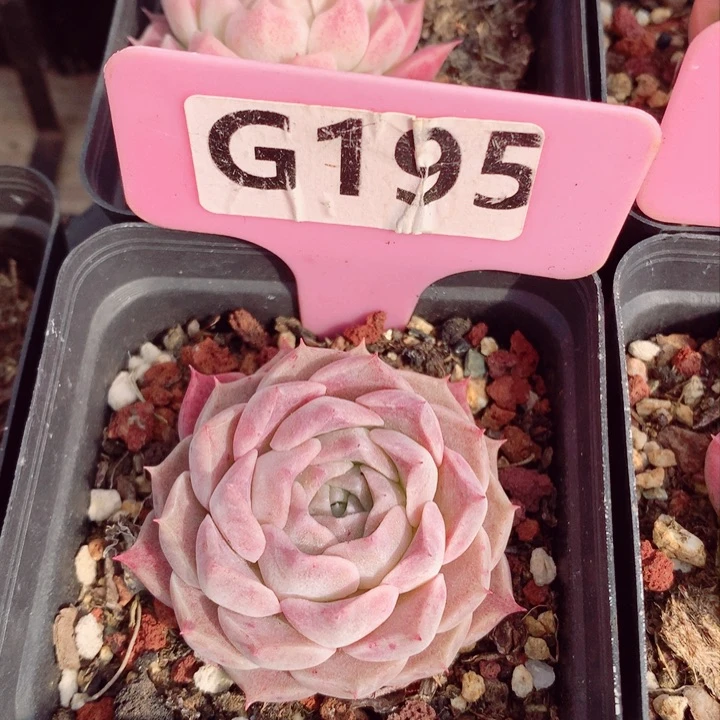 福利款多肉植物5cm