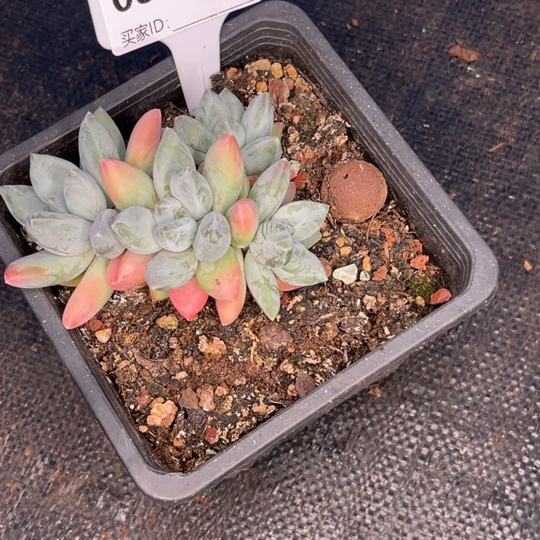 三色美人系多肉植物57