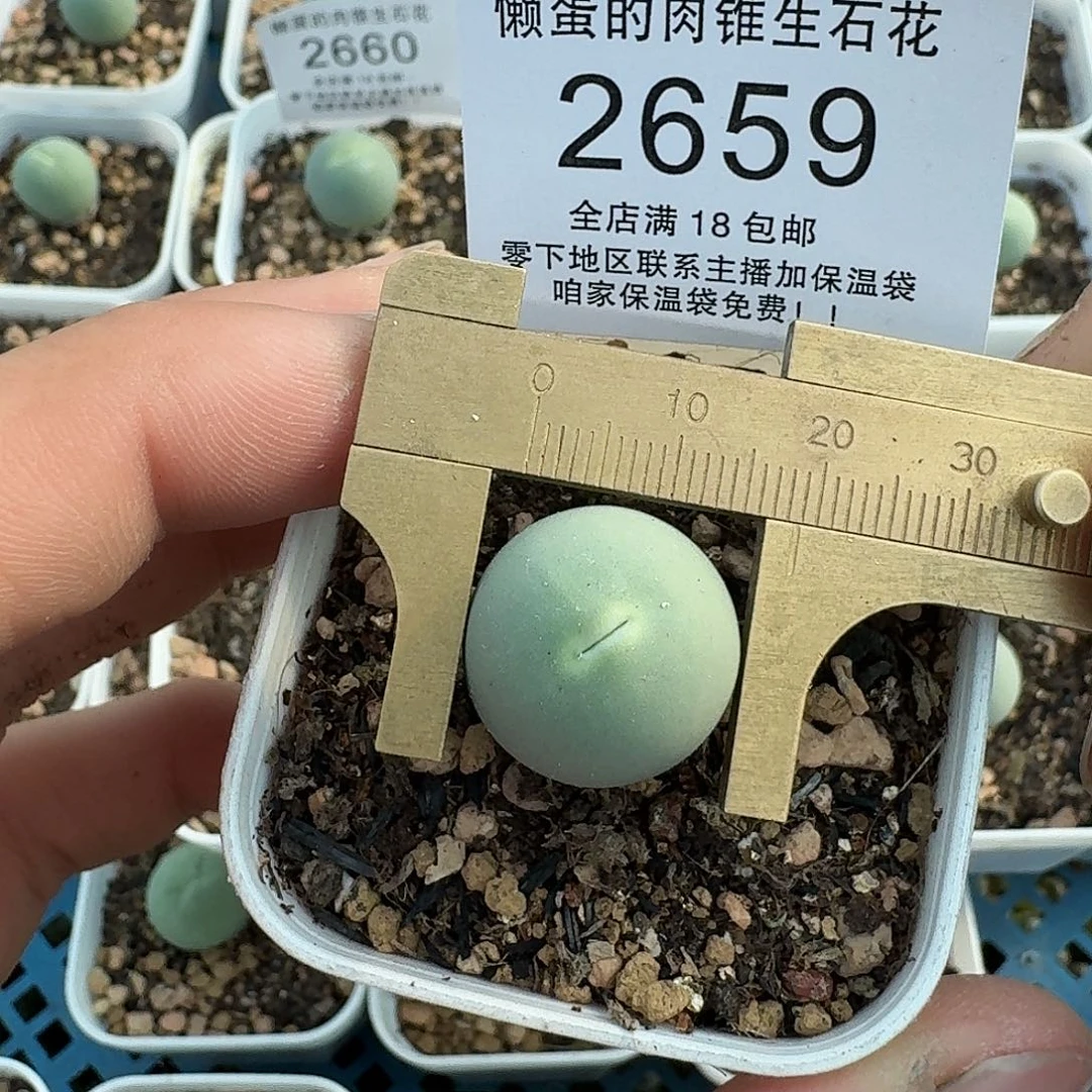 2659 哈哈哈哈哈哈哈哈