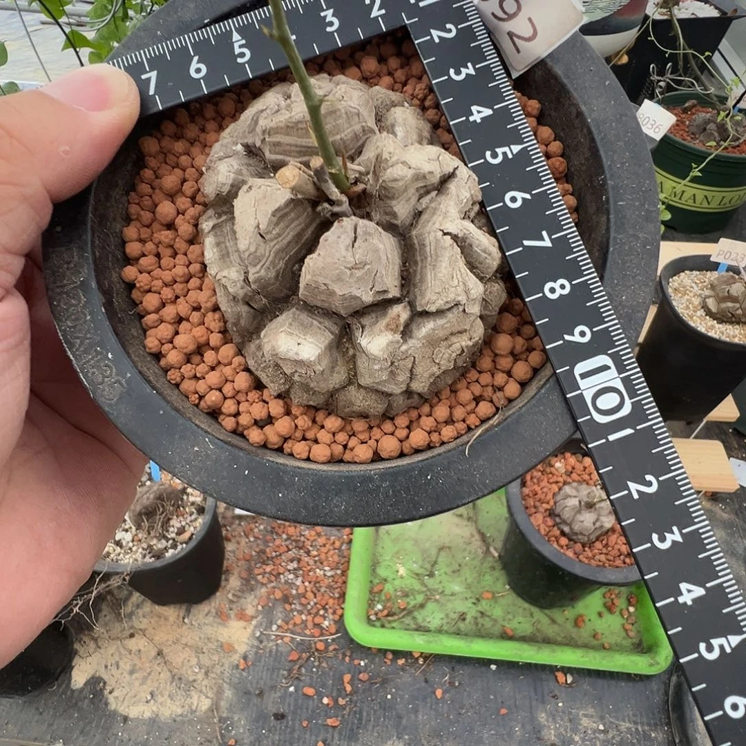 多肉植物专拍 一物一拍 南非龟甲龙092