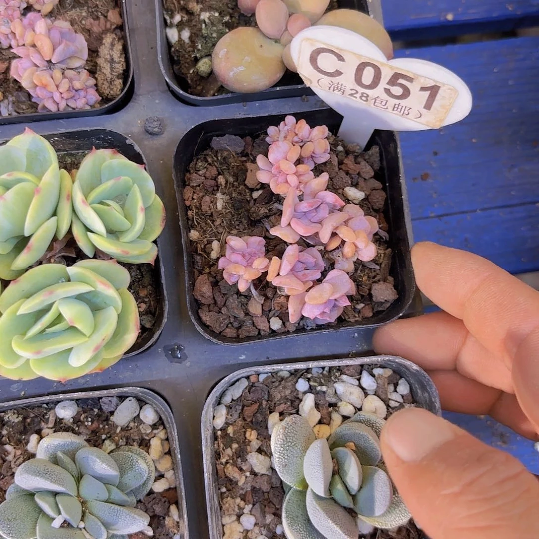 刘**周C051雪精灵缀一物一拍