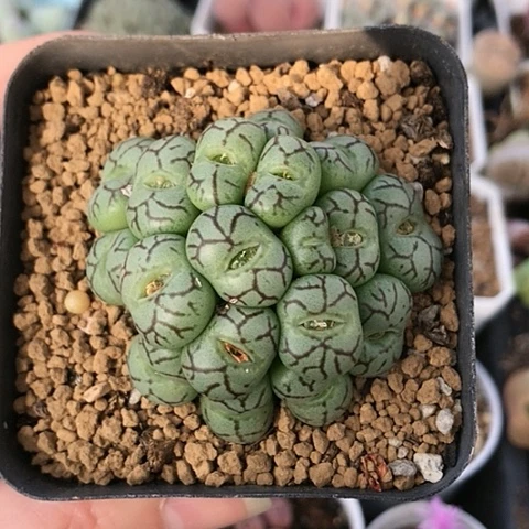 多肉肉锥 18头猴脸青姬