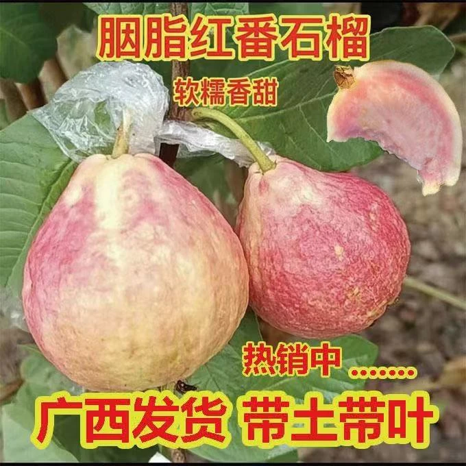 四季番石树苗榴胭脂红黄金奶油红宝石西瓜芭乐珍珠芭乐高压造型树