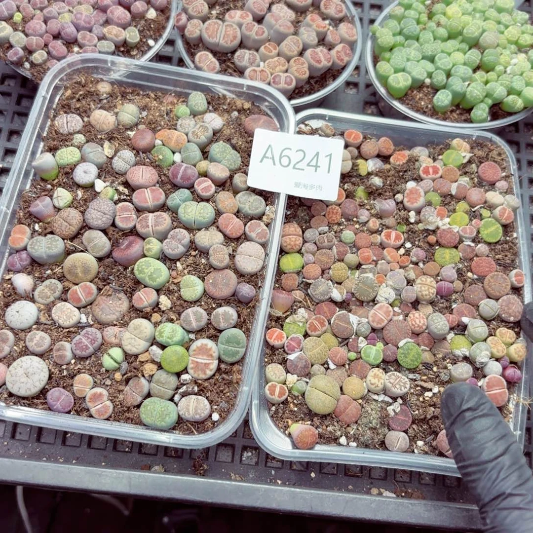6241–生石花 生石花