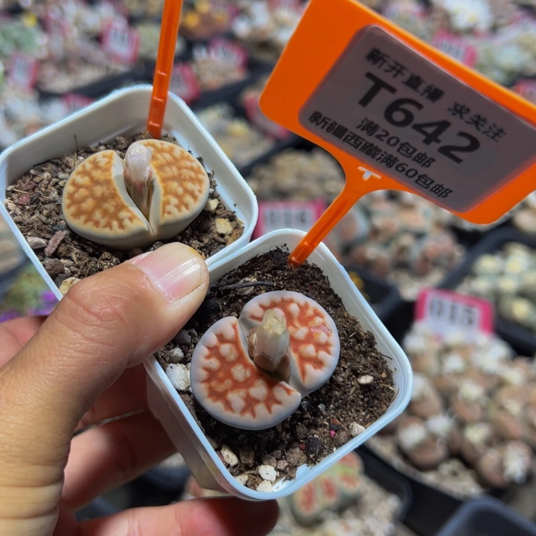 641.642 一物一拍，默认有伤，介意勿拍，不退不换