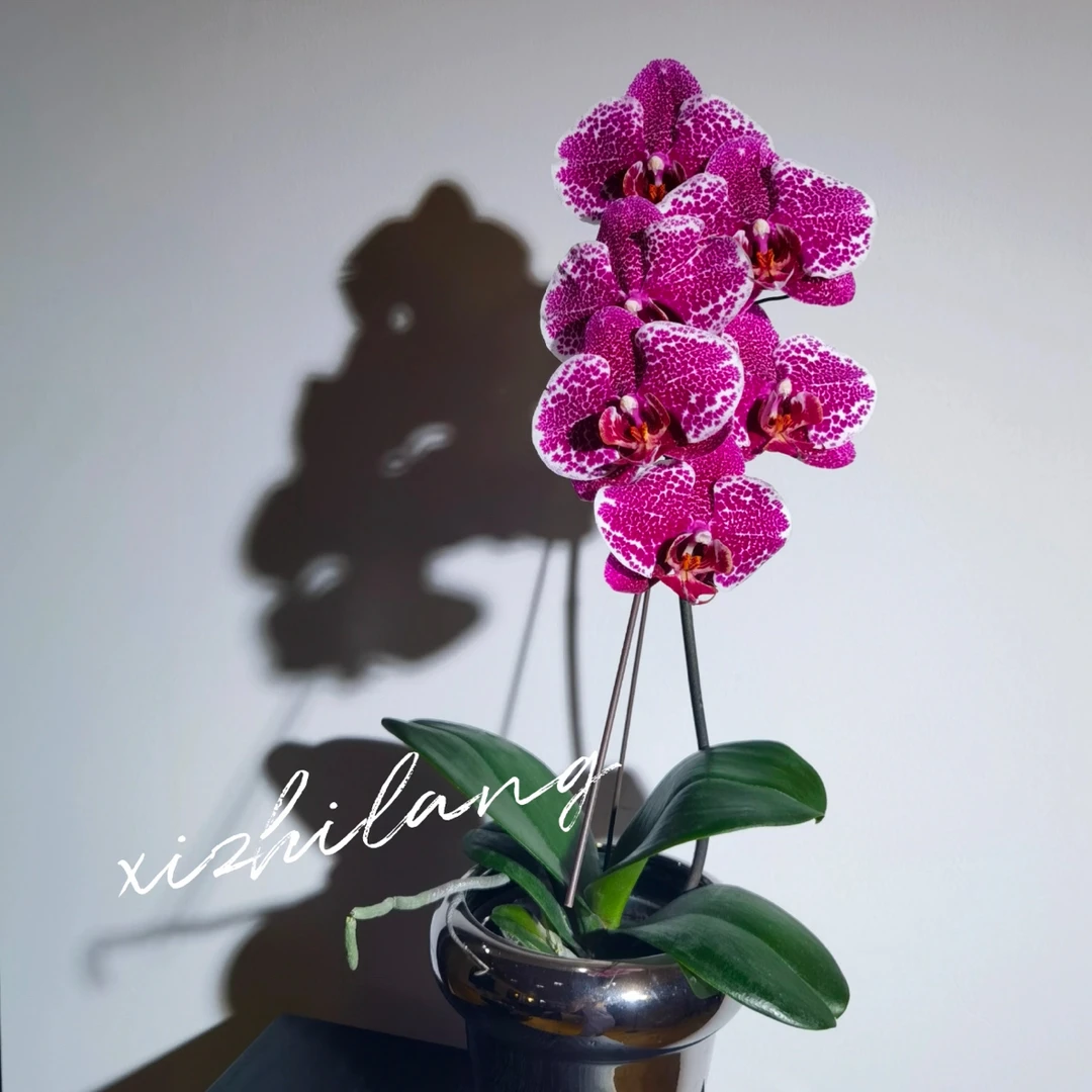 繁花说【3.0寸喜之郎】蝴蝶兰带花带花苞发货（5度以下拍保温棉）