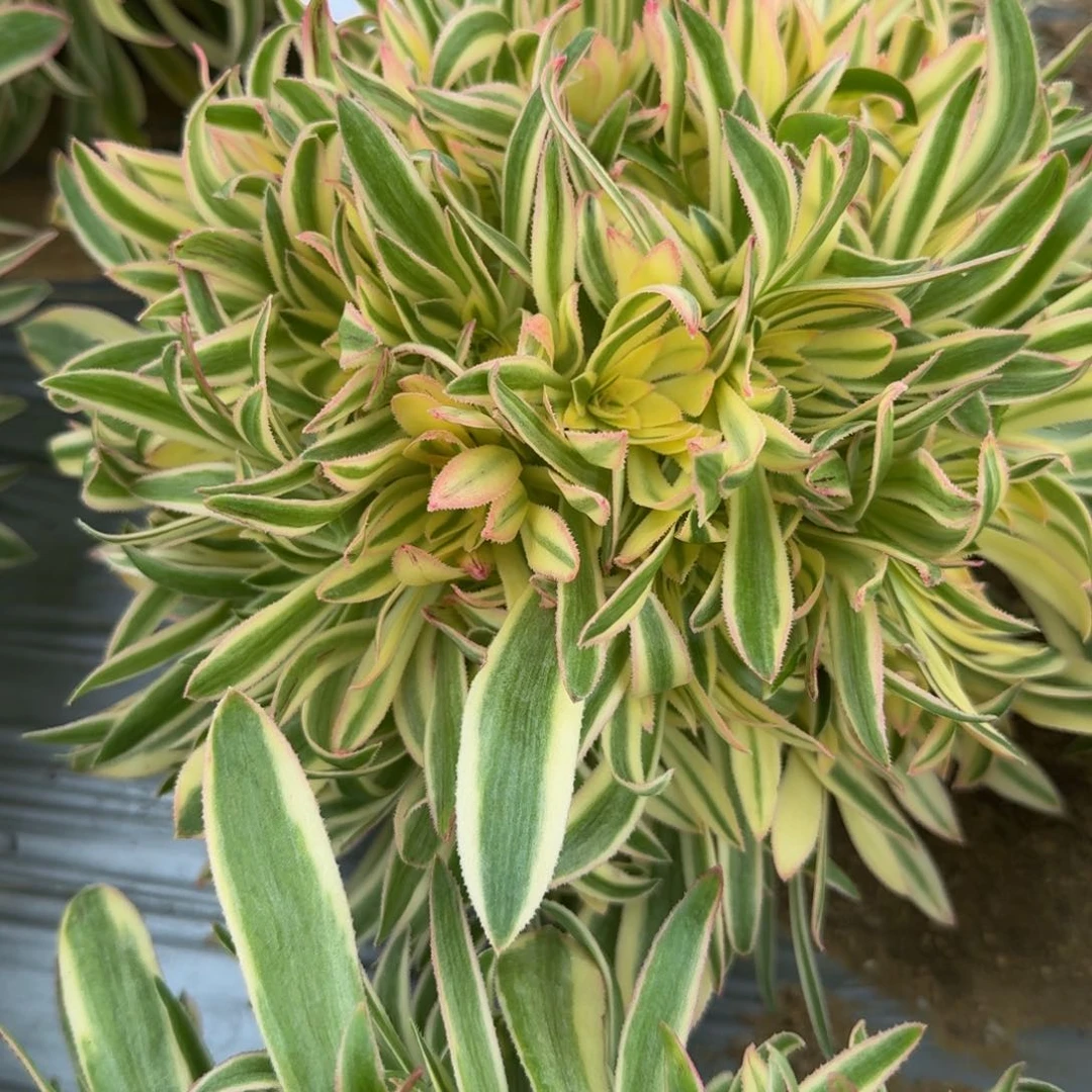 1434夕颜。多肉植物