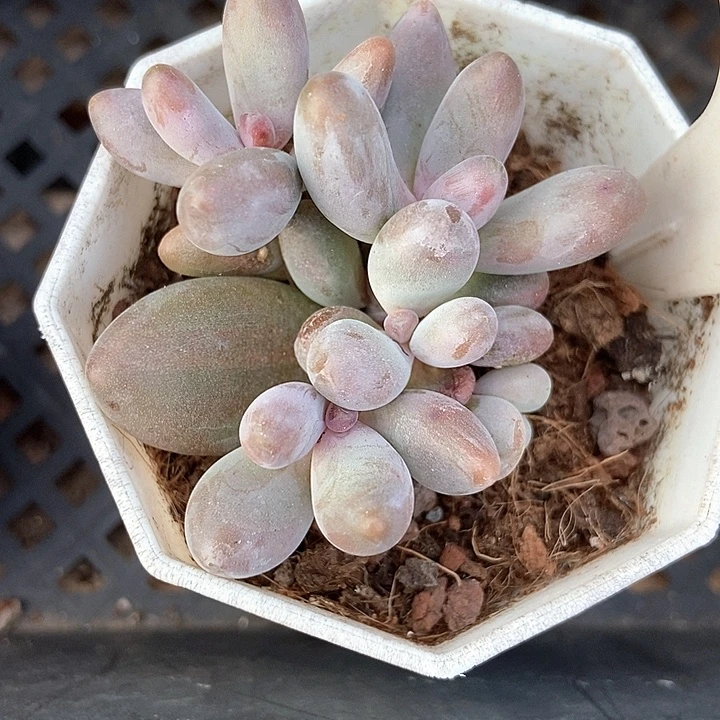 多肉植物手指群1025