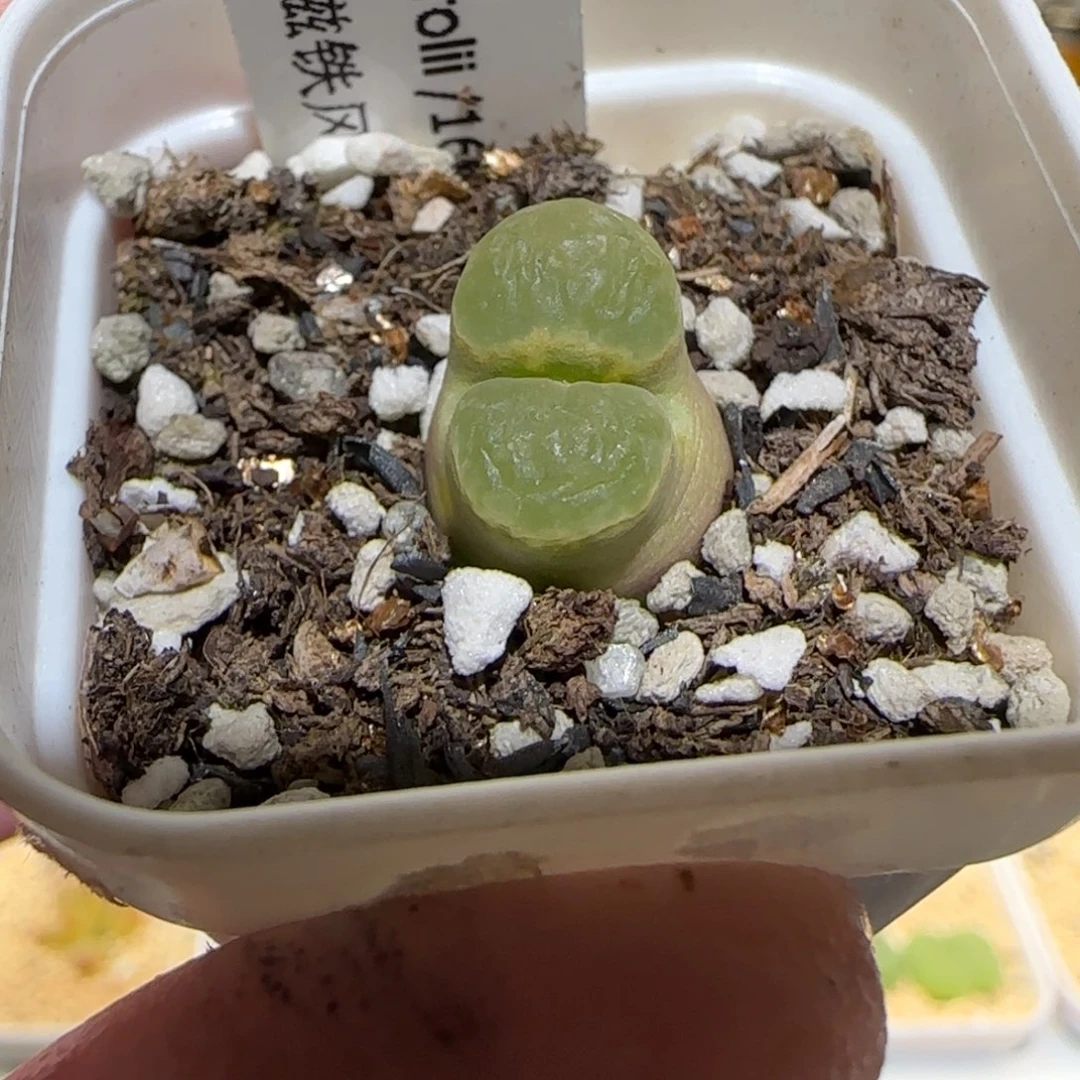 嘟*熊肉锥多肉植物百科-1513