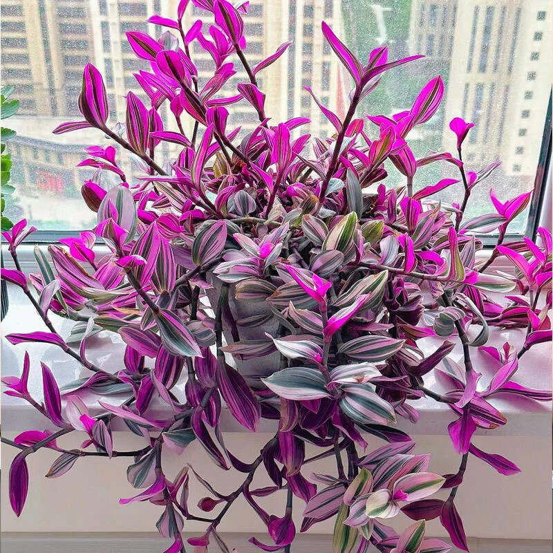 【新疆包邮】油画婚礼吊兰盆栽懒人观叶植物阳台办公室绿植室四季花