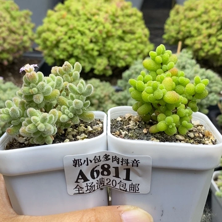 索凑单组合6811枝干番杏