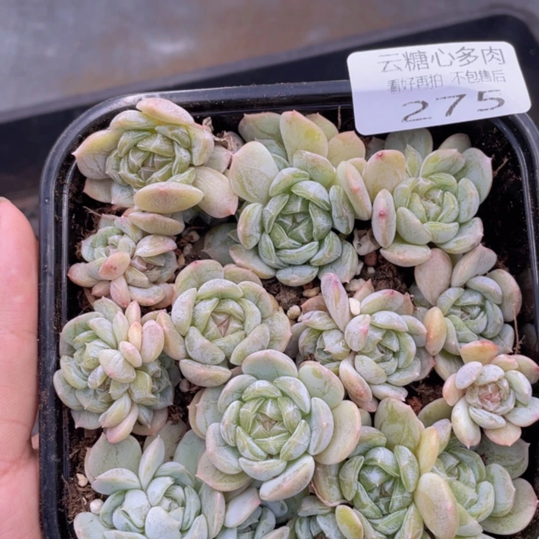 云糖心多肉植物275