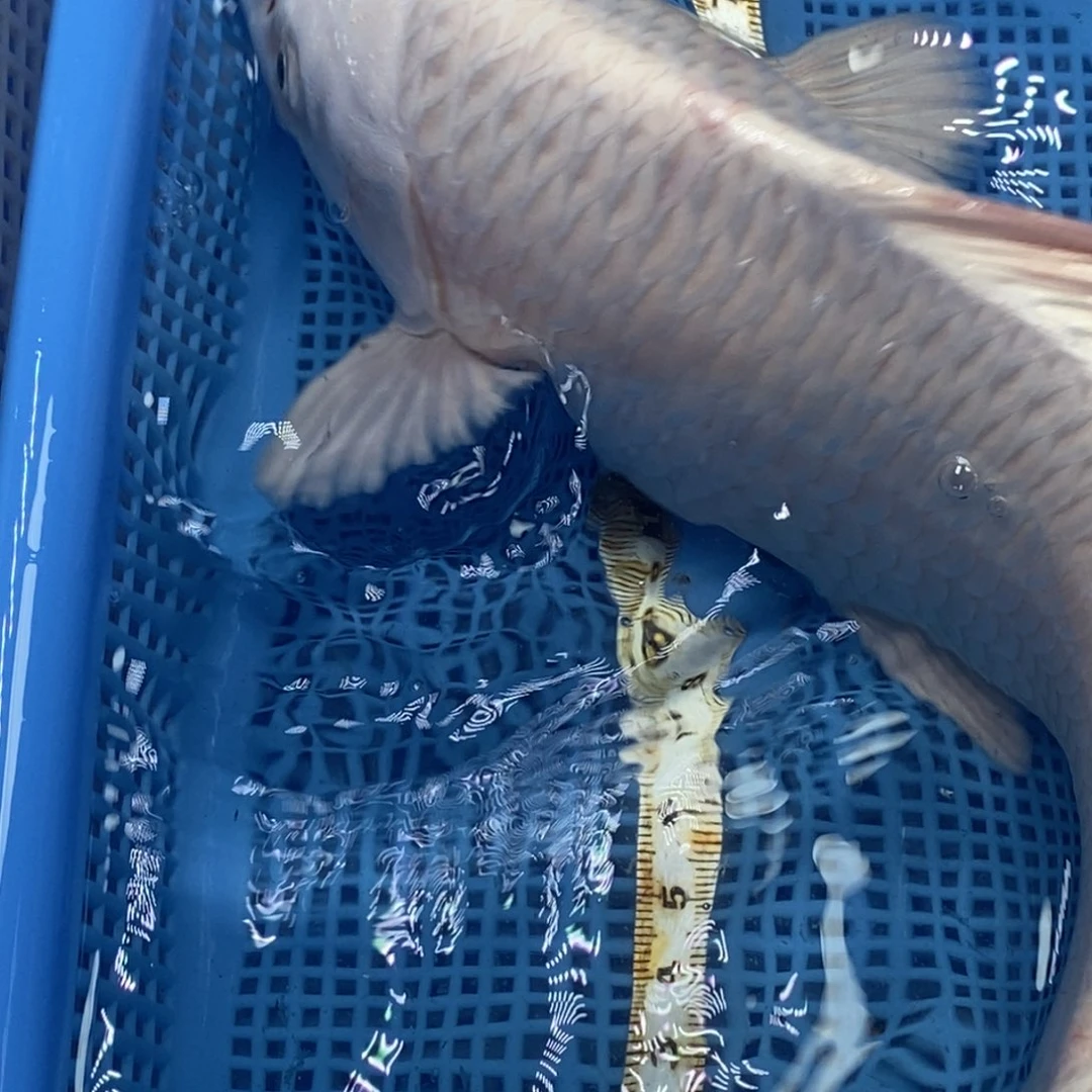 锦鲤冷水锦鲤包邮