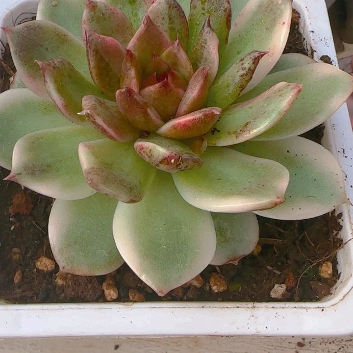 黑水晶锦多肉植物