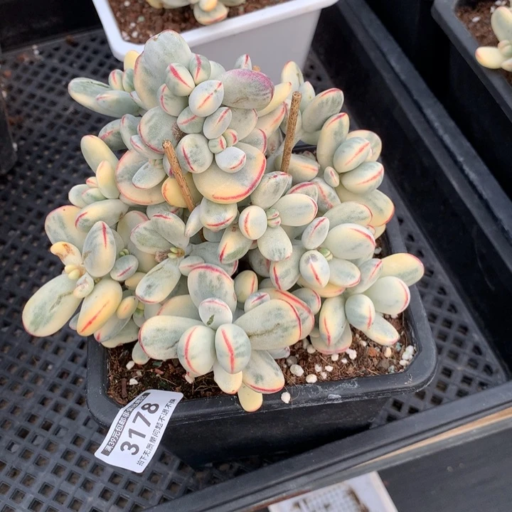 大乒乓福娘锦多肉植物