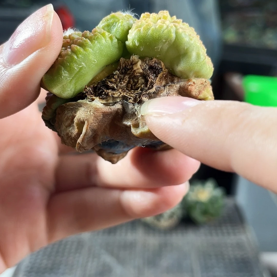 17号无根战损龟甲带锦