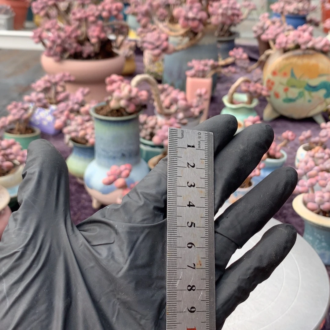 如***形36号不带盆偏远的不包邮的