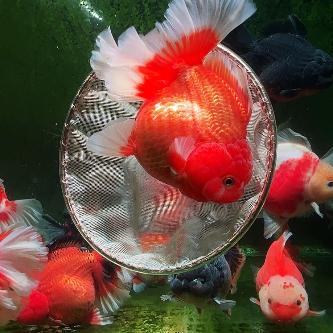 金鱼百褶泰狮冷水金鱼