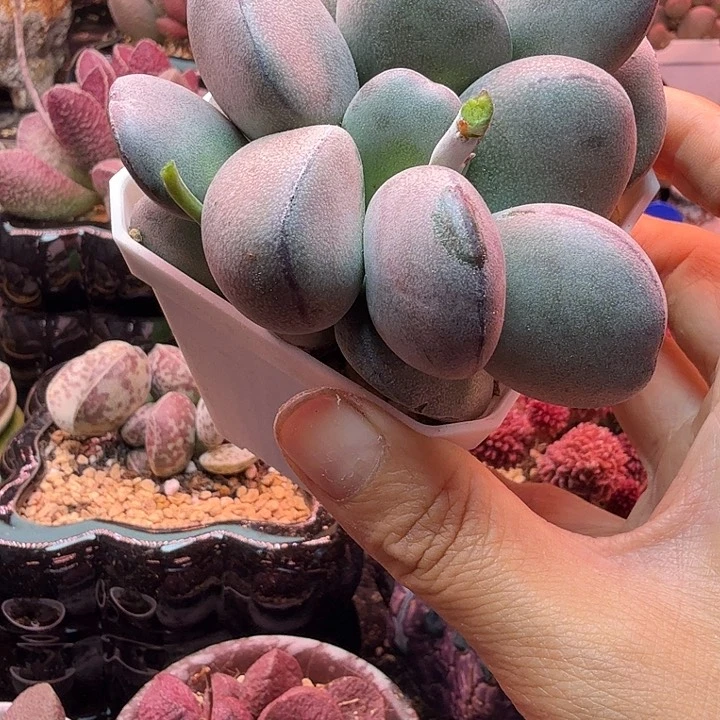 M**o水蜜桃的味道真的很好闻
