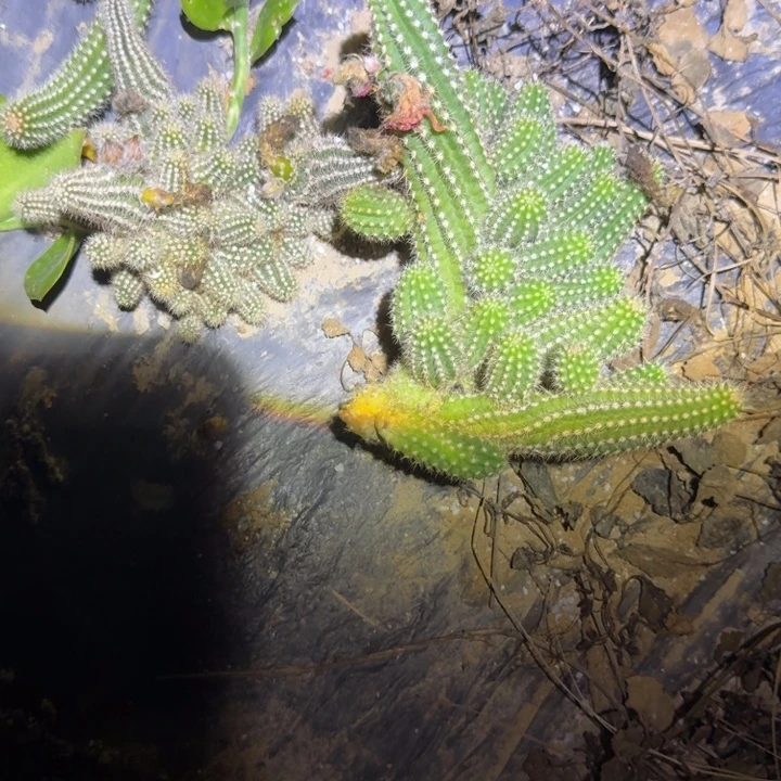 小***肉白檀仙人掌252侧芽群708