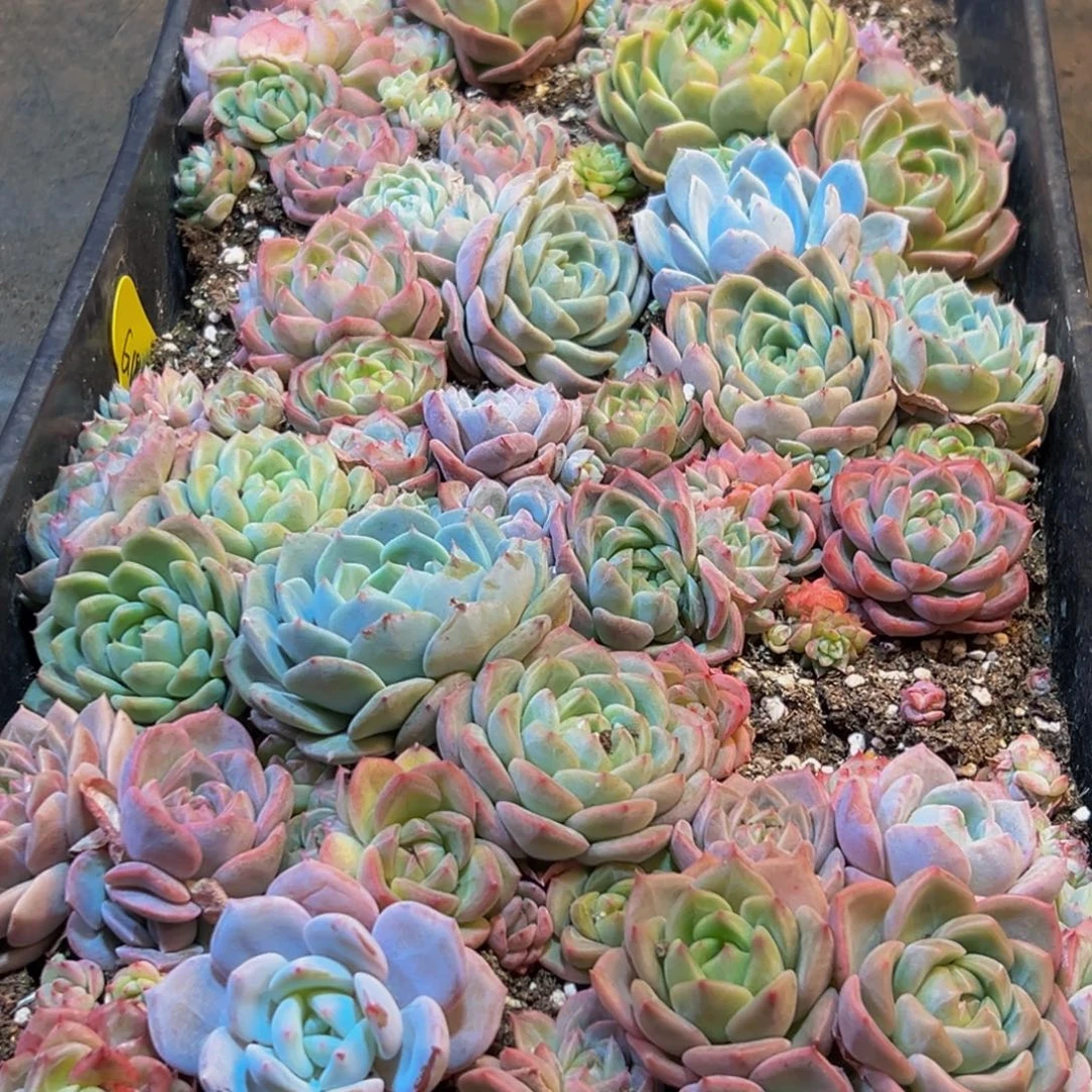 580多肉葡萄的味道是真的很