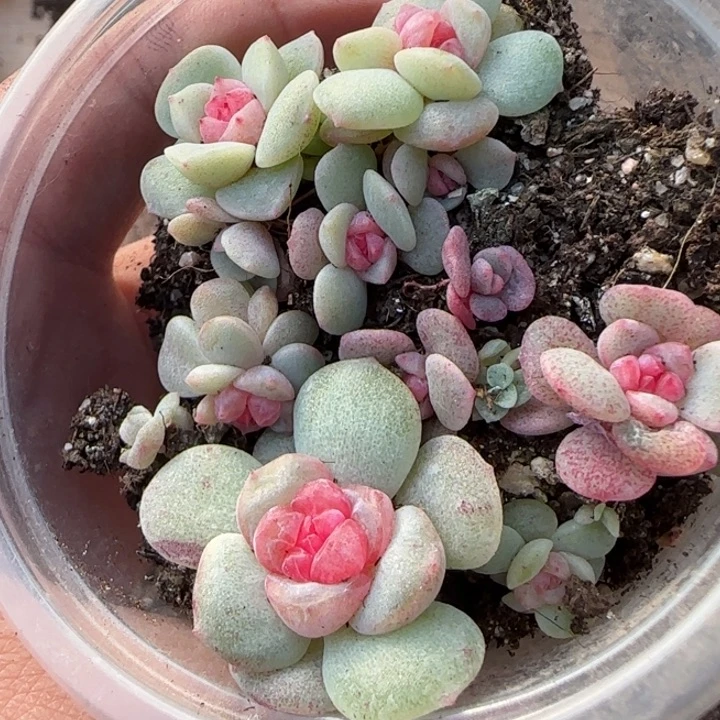 43绝绝子多肉一盆