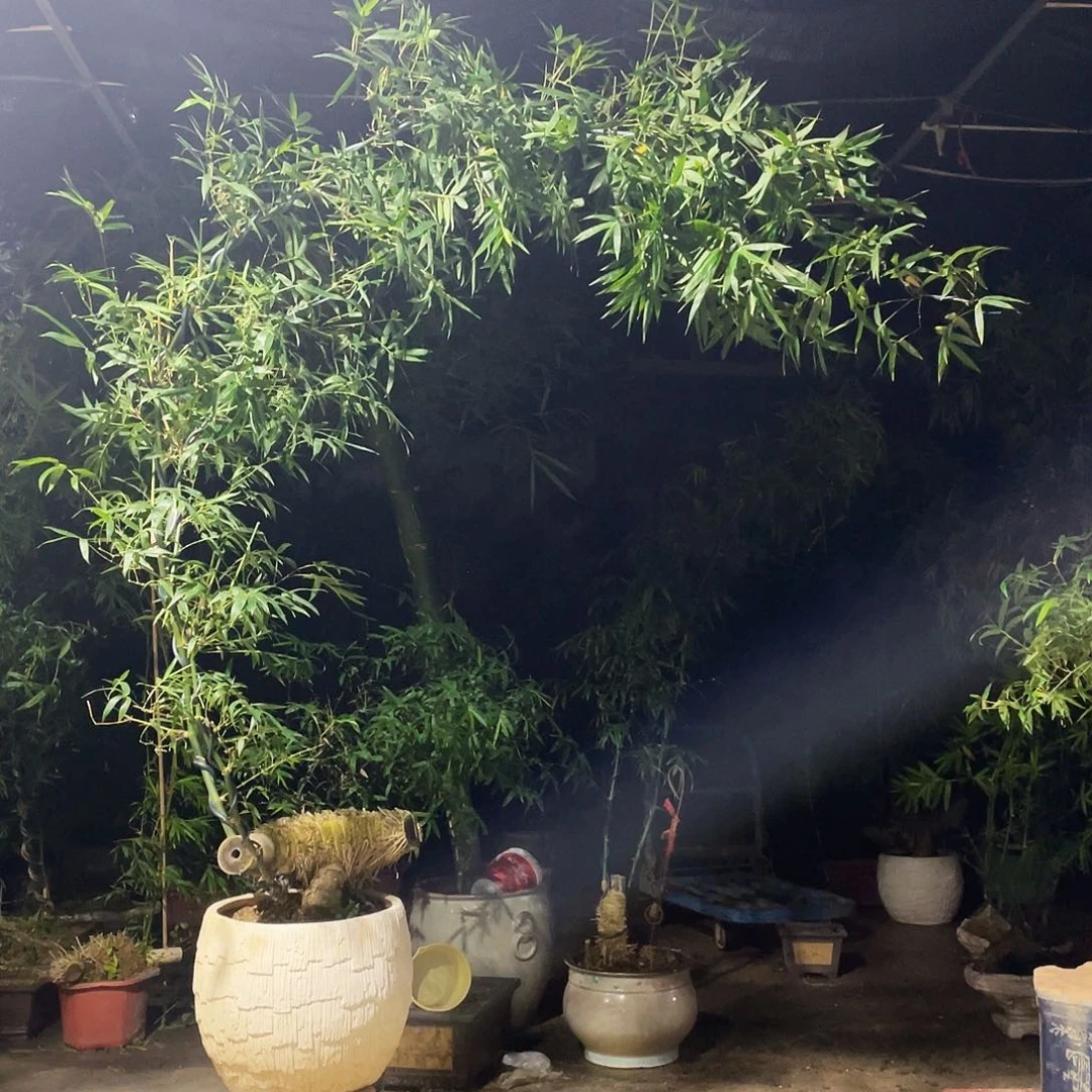 康***晓无花朵小叶簕竹熟桩陶瓷盆一物一拍
