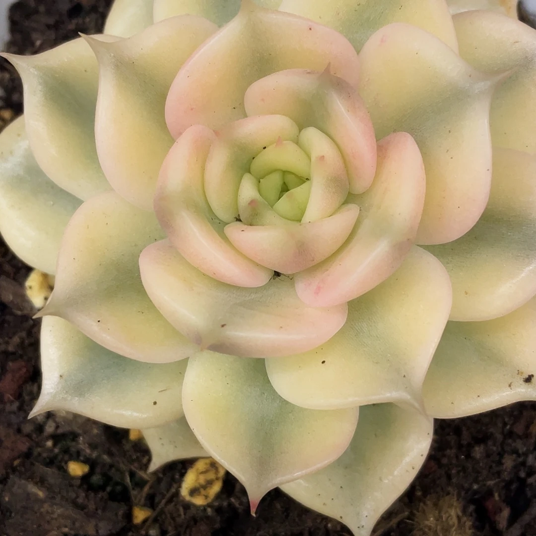 贝加尔湖锦单头一颗