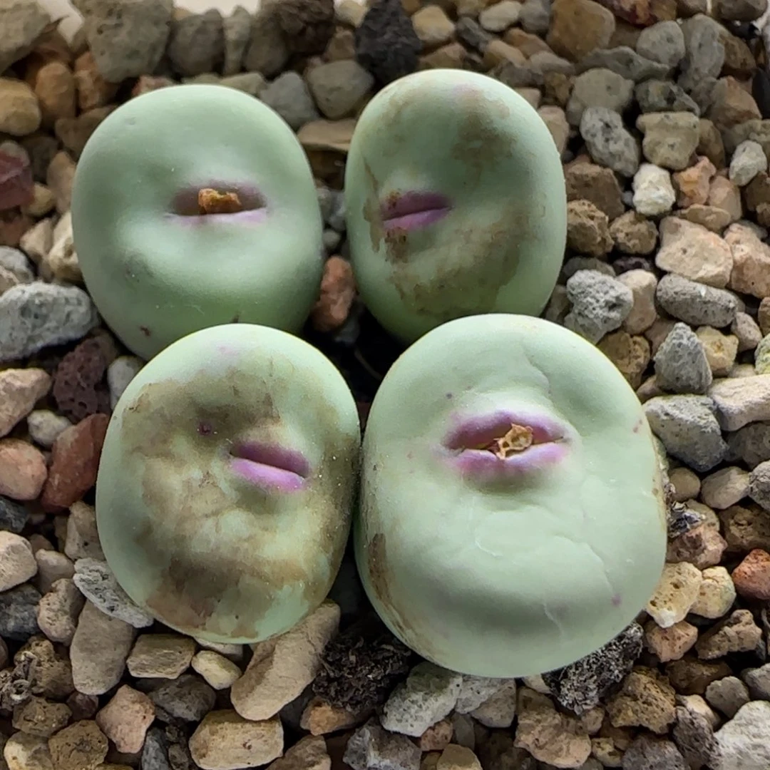 八***曼10-4-当天满38包邮大型四季红紫皮嘟嘟嘴